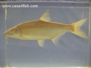 Foto Galerie/Cypriniformes/Cyprinidae/Vimba vimba/Vimba vimba_04_S.jpg